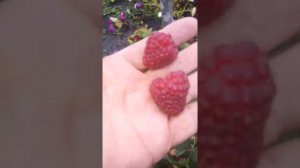 Малина сорт Пингвин