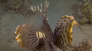 Крылатка или рыба зебра В ДЕЛЕ! мастерский и ядовитый охотник