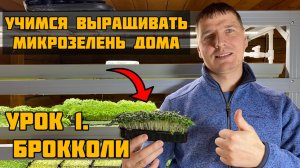 Учимся выращивать микрозелень дома. Урок 1. Брокколи