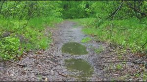 Space - Let me know the wonder (Позвольте мне удивиться) 1977 год