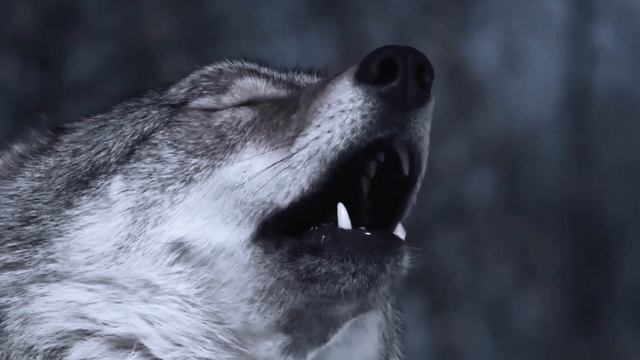 Слава Медяник ( Мы волки ) 🇷🇺 смотреть онлайн