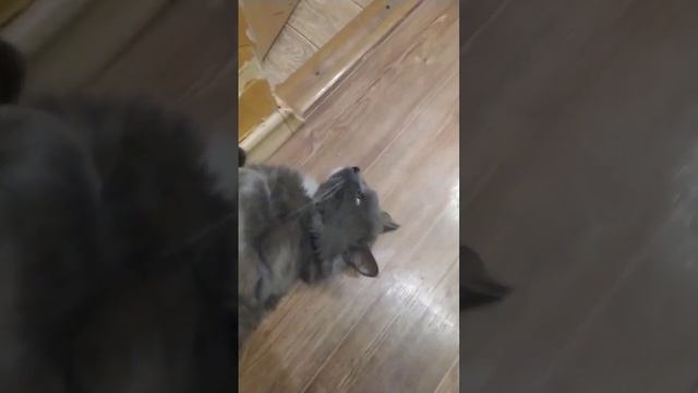 Нормально всё. кот на спине #кот #дом