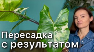 Редкая вариегатная Алоказия  Блэк Стем ПЕРЕСАДКА в керамзит| Зеленое сердце