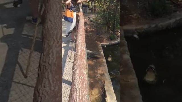 Stephy crocodile feeding смотреть онлайн