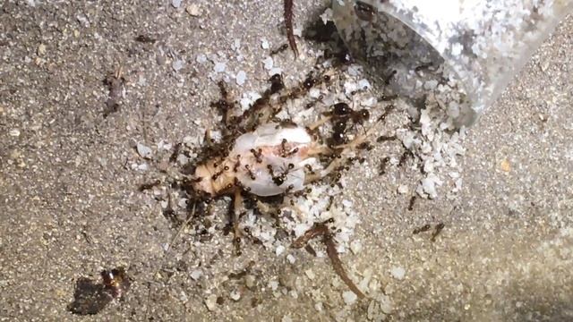 Carebara Diversa | Teamwork | Gregor Poeth