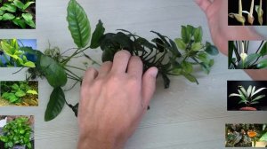 Анубиасы.Условия содержания, виды, нюансы.