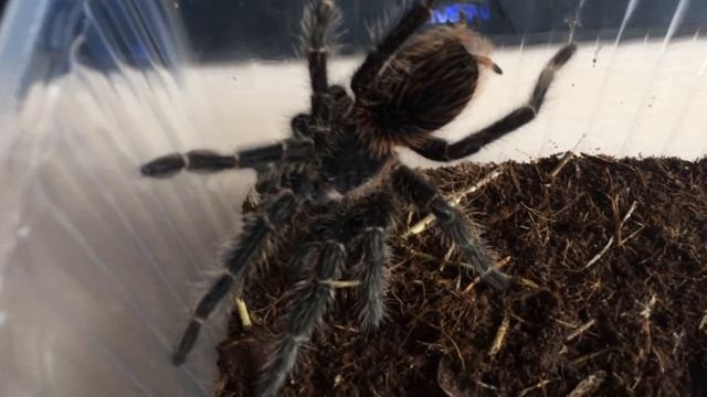 Паук птицеед Lasiodora Parahybana смотреть онлайн