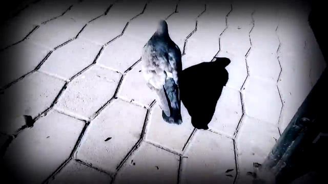 Ходячие Голубцы смотреть онлайн