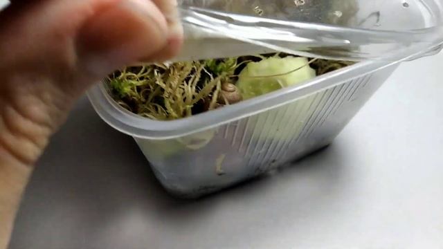 ВСЕ МОИ УЛИТКИ смотреть онлайн