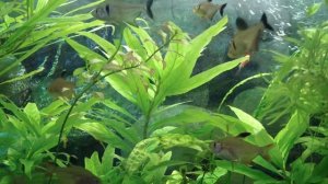 Аквариумное растение Лимонник или Номафила прямая.