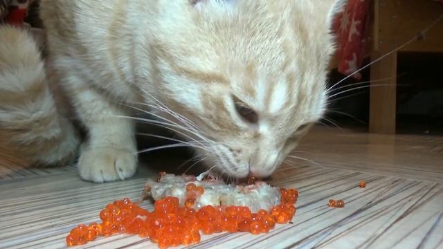 ASMR CAT video eating sounds no talking Бутерброд с икрой для кота смотреть онлайн