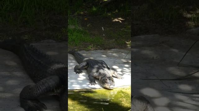 Alligator Crocodile 🐊 at the Zoo. Bird watching at the zoo. Los Angeles Zoo. #wildlife #nature #zo смотреть онлайн