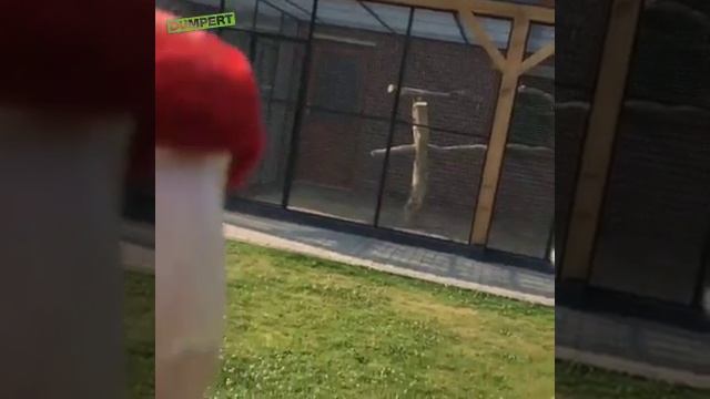 🍺 Попугай открыл крышку ☝️😉✌️😂😂😂 смотреть онлайн