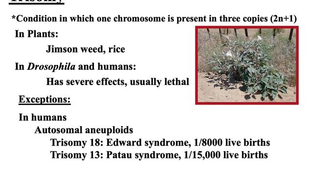 BIOL3010-Chromosome variation part1 смотреть онлайн