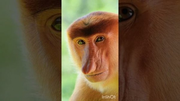 "Виды обезьян."(Types of monkey)🙉🙊И их характеристики.