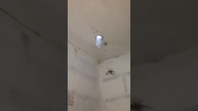 Пауки в туалете))) смотреть онлайн