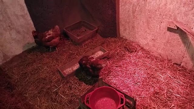 Обзор ламп для курятника! 🐤💡 смотреть онлайн