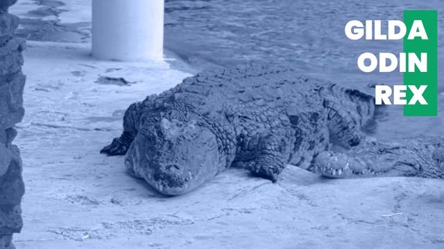 🐊 Crocodile Names 🐊 39 TOP & BEST & GOOD Ideas | Names смотреть онлайн