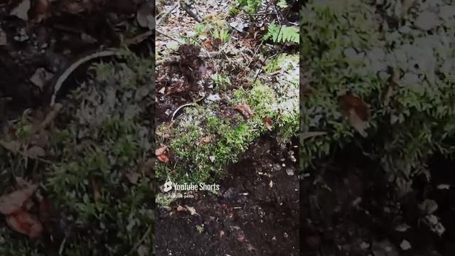 Что я нашел? Поиск на болоте с Диком. #странникпермь #перекрестоксемидорог #сталкер #диггер смотреть онлайн