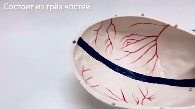 Анатомическая модель черепа с кровеносными сосудами смотреть онлайн