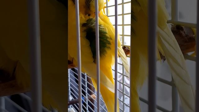 Попугай разговаривает во сне 💚 #попугай смотреть онлайн