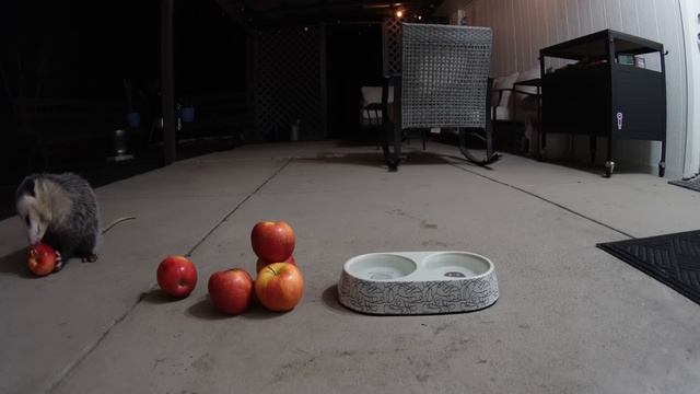 Possum Apple CRUNCH смотреть онлайн