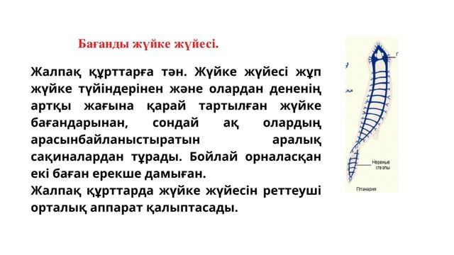 ЖАНУАРЛАРДЫҢ ЖҮЙКЕ ЖҮЙЕСІНІҢ ТИПТЕРІ. 7-СЫНЫП. БИОЛОГИЯ смотреть онлайн