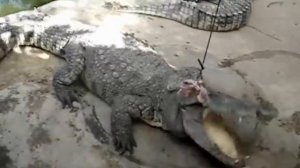 Крокодилы кушают и поют