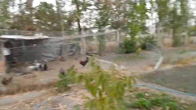 Влог_ Муж стал Землевладельцем 🤗✔️В огород с Турецкими Родителями✔️Ужин в огороде ✔️ Турция смотреть онлайн