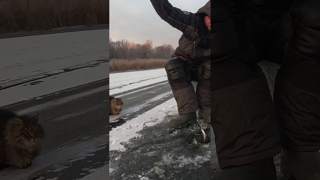 Тепер еще кошку ловить прийдется😅

Угостил бы рыбкой такого воришку?