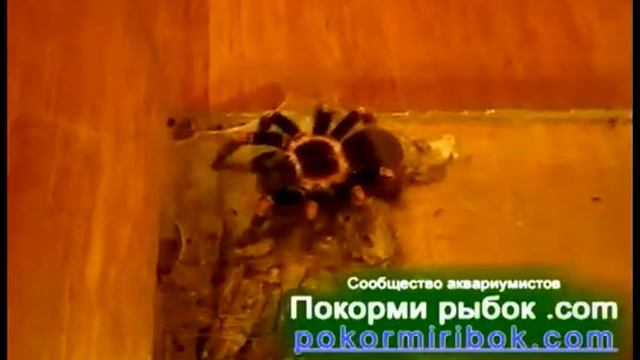Павук обвиває павутиною свою здобич.flv смотреть онлайн