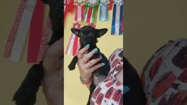 Багира Купидоновна продажа чихуахуа питомник Кастропуло Крым +79787458062 viber WhatsApp telegram смотреть онлайн