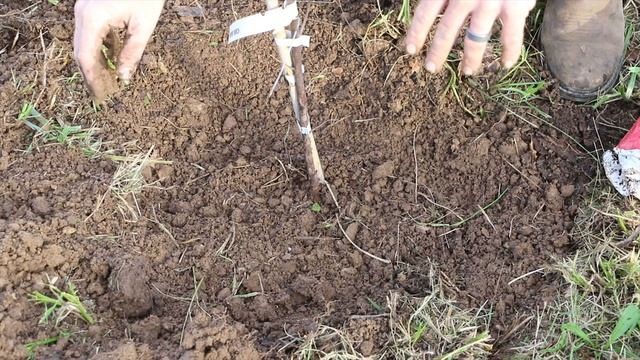 Growing A Paper Birch Tree in the Southeastern Growing Zones смотреть онлайн