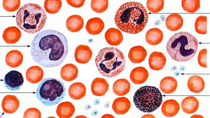 Сазонов С.В.  ЭОР 1. Кровь