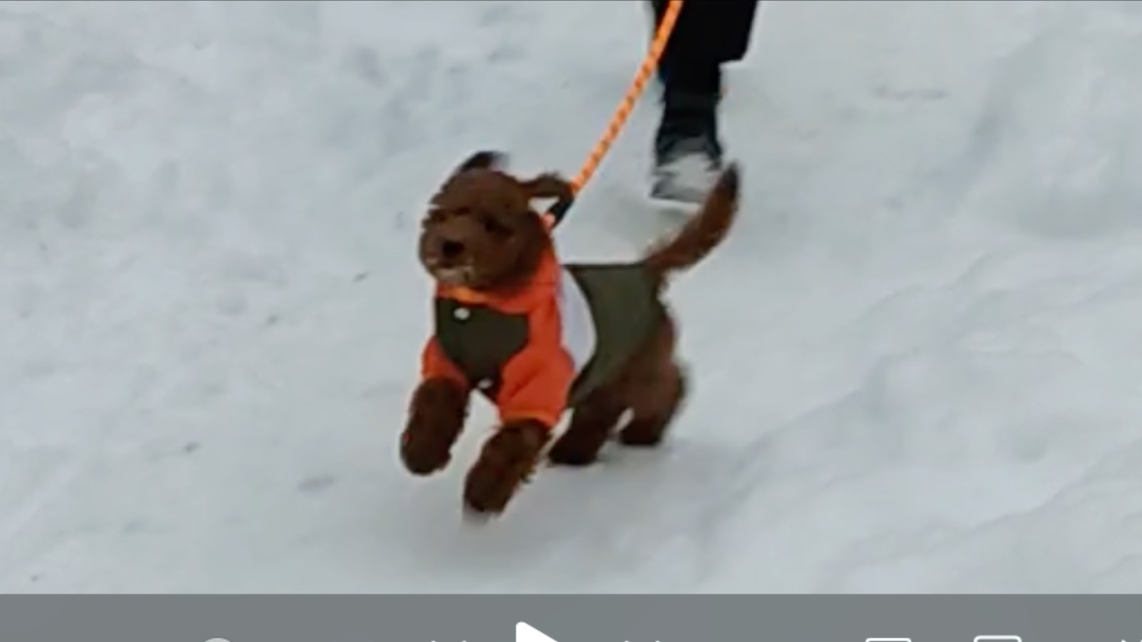 Декабрь 2023. Одна из первых зимних прогулок с нашим карликовым пуделем Барни.  06122023.