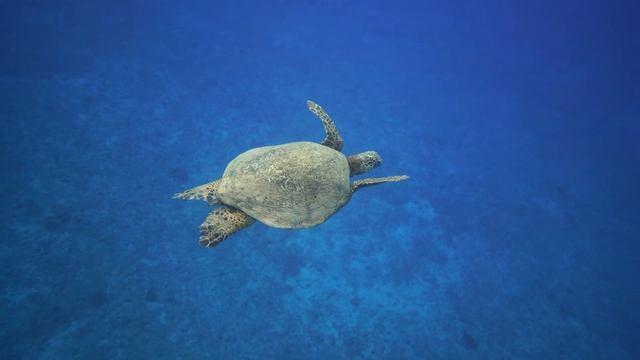 Turtle vs.Tortoise: What are the Differences? 🐢 смотреть онлайн