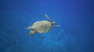 Turtle vs.Tortoise: What are the Differences? 🐢