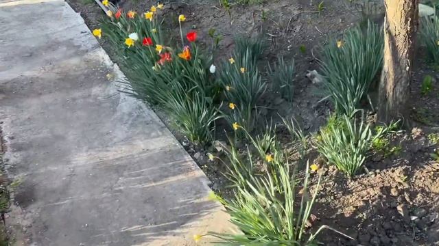 КАК ОБУСТРОИТЬ ДАЧУ | ТЕПЛИЦА В КРАСНОДАРСКОМ КРАЕ | ЧТО ЛУЧШЕ ВСЕГО ВЫРАЩИВАТЬ В ТЕПЛИЦЕ? смотреть онлайн