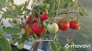 Томат Аляска/Обзор сорта/Раннеспелый томат