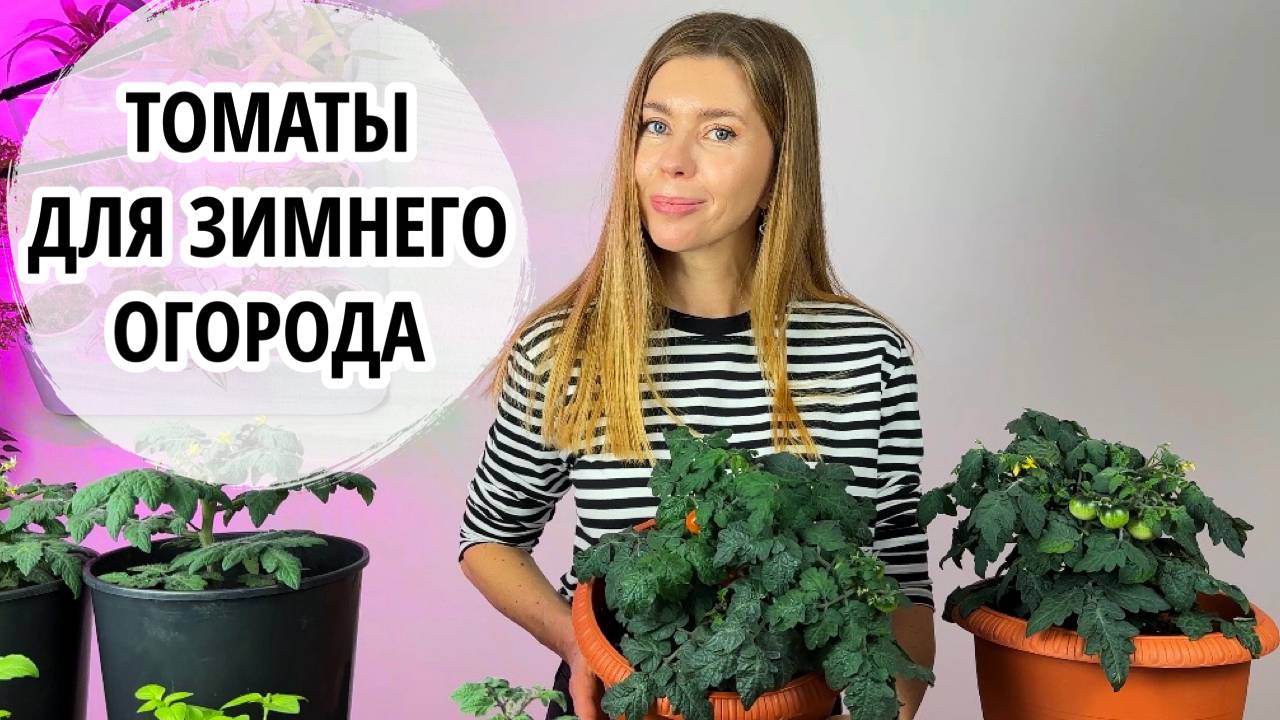 ИДЕАЛЬНЫЕ ТОМАТЫ ДЛЯ ВЫРАЩИВАНИЯ В ДОМАШНИХ УСЛОВИЯХ смотреть онлайн