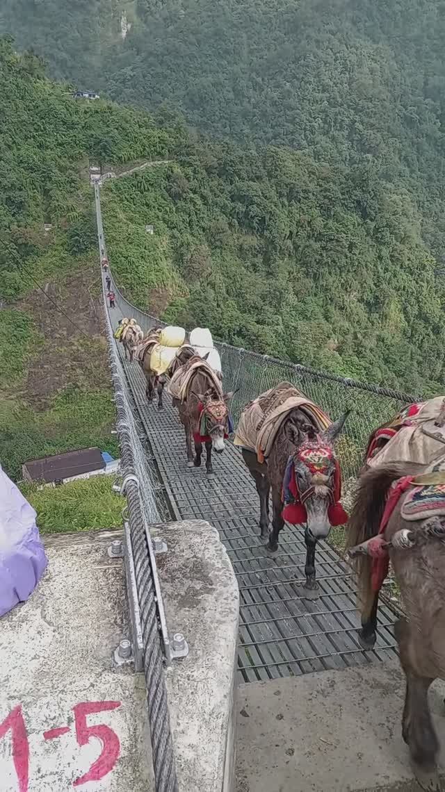 Караван мулов на подвесном мостике в Непале #непал #путешествия #горы #животные смотреть онлайн