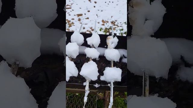 В этом мае шашлыки только такие #рекомендации #shortvideo #топ #comedyshorts #май #шашлык смотреть онлайн