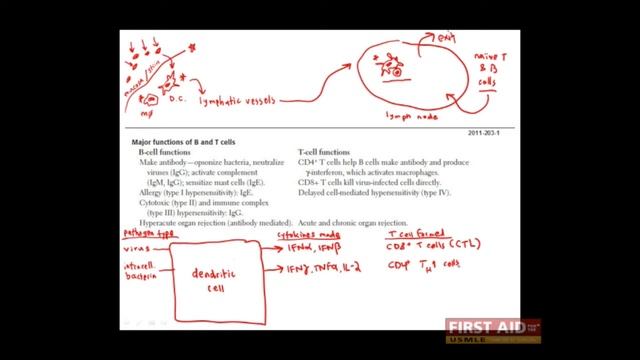 First Aid for the USMLE Step 1, IMMUNOLOGY + 04 = Adaptive immune responses смотреть онлайн