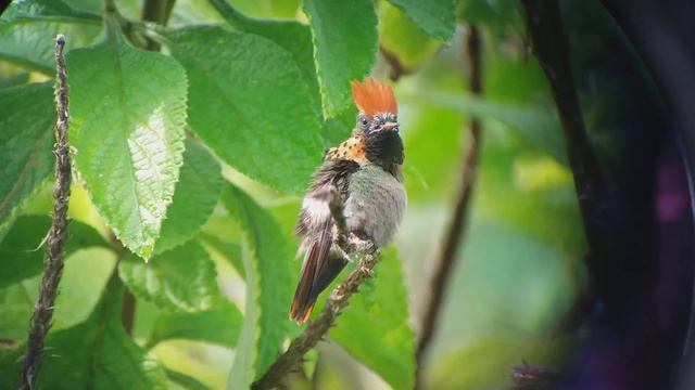 Tufted Coquette (Lophornis ornatus), male, preening. смотреть онлайн