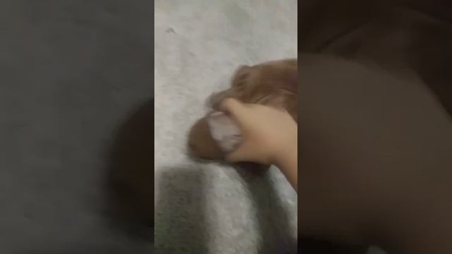 brown tortoise (five nights at F's смотреть онлайн