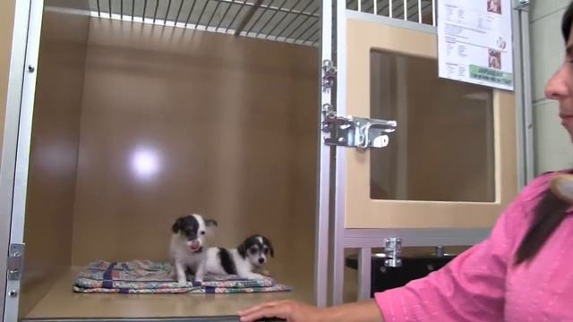"Apple Valley Animal Shelter." смотреть онлайн