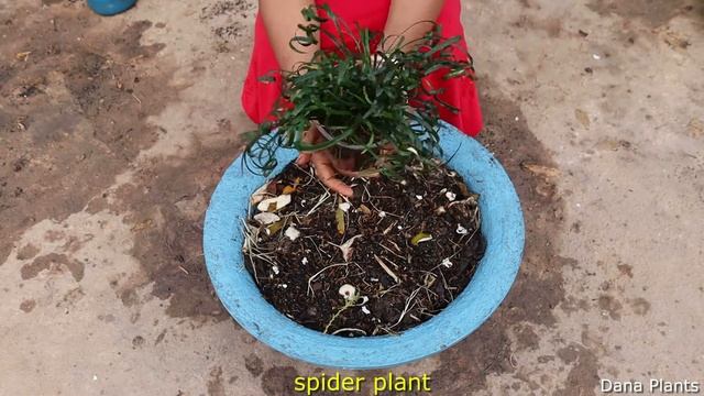 How To Grow Spider Plant In Soil. смотреть онлайн