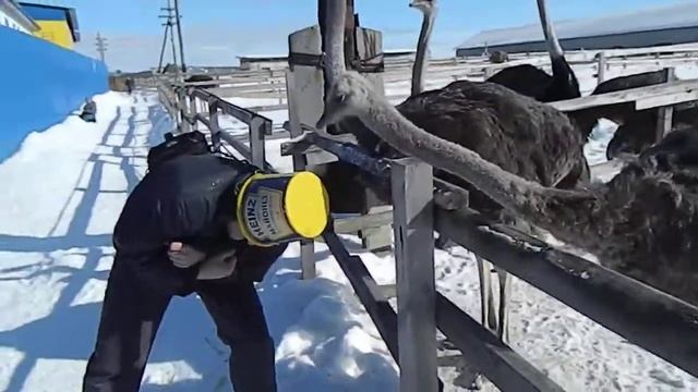 корм для страусов.MOV смотреть онлайн