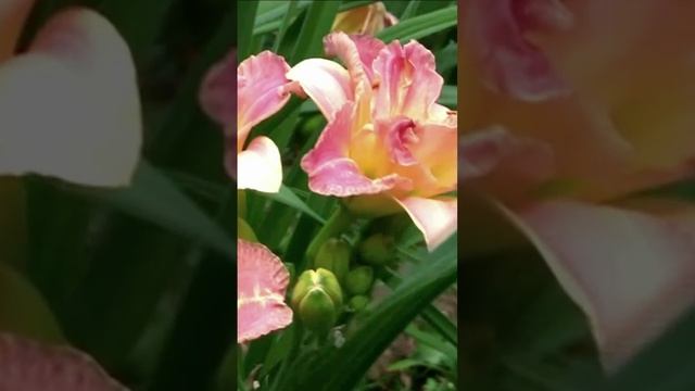 Зажёг лилейник фонари. Дмитрий Шлапак смотреть онлайн