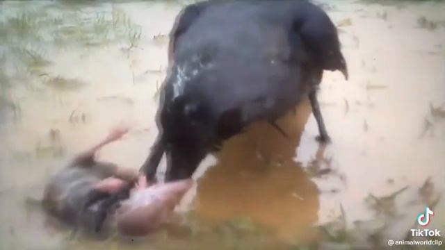 Ворона и крыса смотреть онлайн